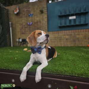 BEAGLE Listing Image
