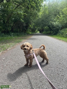 Gorgeous female Maltipoo Listing Image