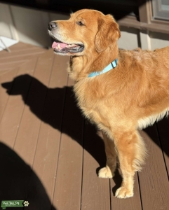 Handsome purebred AKC Golden Retriever   Listing Image