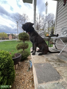 BLACK CANE CORSO Listing Image