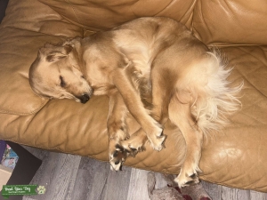 Golden retriever Listing Image