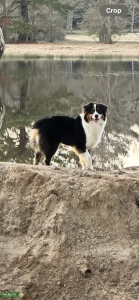 Australian Shepherd Listing Image