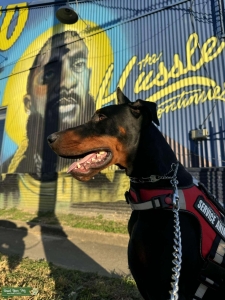Champion Bloodline European Doberman Listing Image