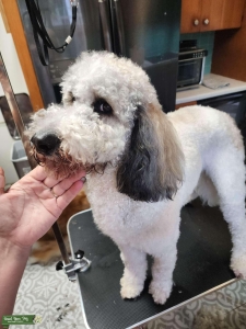 F1BB Parti Golden Doodle Looking for her Boyfriend  Listing Image