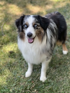 Miniature Australian Shephard stud  Listing Image