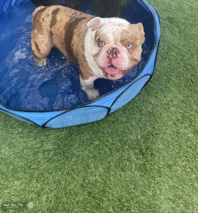 American Bully Merle Brown & White Stud Listing Image