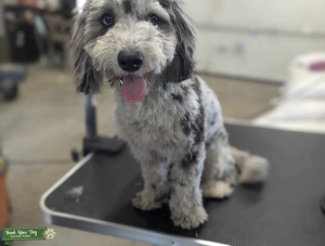 Merle Poodle Stud Listing Image