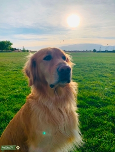 AKC Golden Retriever Stud Listing Image