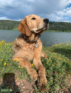 AKC Golden Retriever Stud Listing Image
