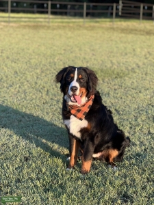 AKC Bernese Mountain Dog Listing Image