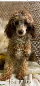 Mini Brown Merle phantom abstract  Listing Image