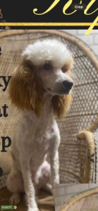 Standard Poodle ee kyky atat spsp Bb  Listing Image