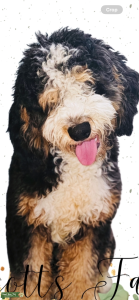 Multigen Bernedoodle  Listing Image