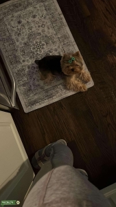 Micro yorkie stud Listing Image