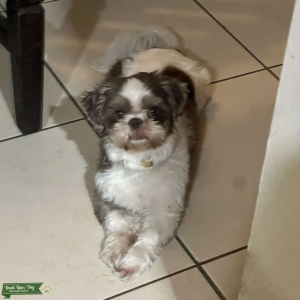 Shih Tzu Stud Available Listing Image