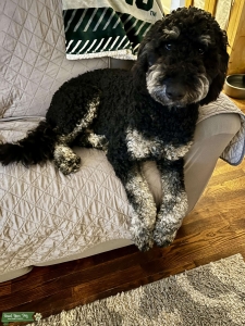 Blue – Black Phantom F1B Standard Goldendoodle Stud | Fully Health Tested, Family-Friendly & Gentle Listing Image
