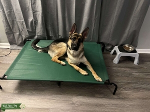 Purebred Shorthair GSD Male Listing Image