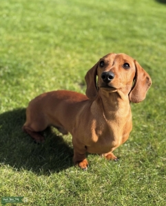 Short-haired, red miniature dachshund Listing Image