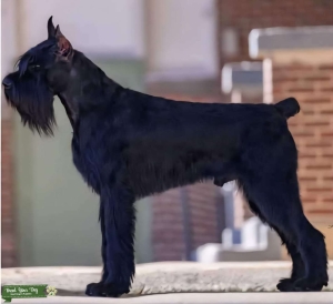 STUD DOG AVAILABLE TO TITLED/TESTED BITCHES Listing Image