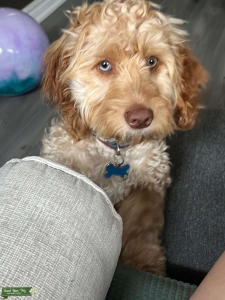 Beau – The Handsome Apricot Cockapoo Mix Listing Image