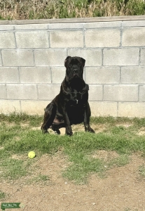 Cane Corso Black male Listing Image