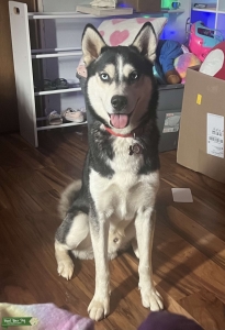 Siberian Husky Listing Image