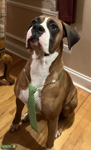 Beautiful Boxer Stud Listing Image