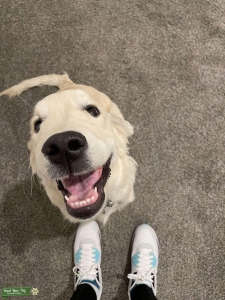 2 year old AKC registered English Cream Golden Retriever Stud  Listing Image