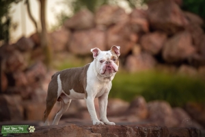 Stud Dog  Listing Image