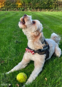 We have a gorgeous cockerpoo is ready to be a stud before having the chop. Listing Image