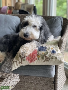 Sheepadoodle Female Listing Image