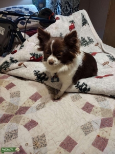Pomeranian mix Listing Image