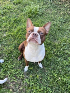 3 1/2 year Old Red Boston Listing Image