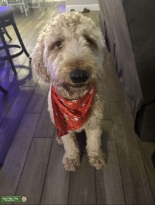 Sweet Golden doodle F2 Stud *70 lbs  Listing Image