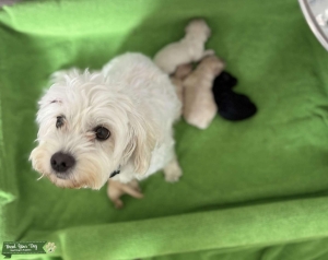 ISO Cockapoo Stud Listing Image
