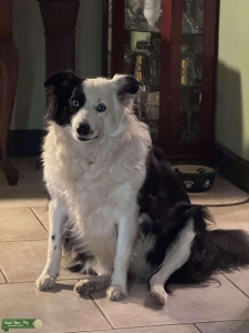Border Collie  Listing Image