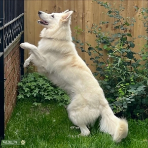 Proven White Shepherd Male at Stud  Listing Image
