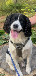 Very Sweet and Energetic Male English Springer Spaniel  Listing Image