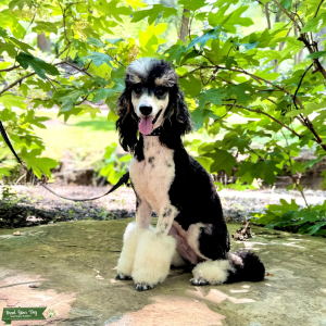 AKC/GANA 100% clear DNA/OFA Mini Poodle Proven Stud Listing Image