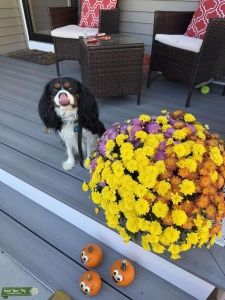 Cavalier King Charles Stud available for breeding Listing Image