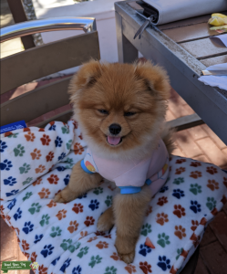 Female Pom Listing Image