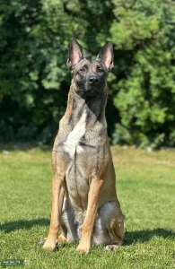 Belgian Malinois  Listing Image