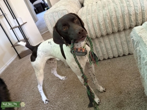 German shorthair pointer stud Listing Image