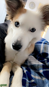 Healthy, beautiful Border Collie looking for her stud Listing Image