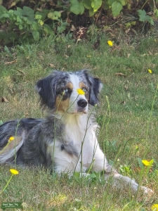 Ada Blue Merle Listing Image