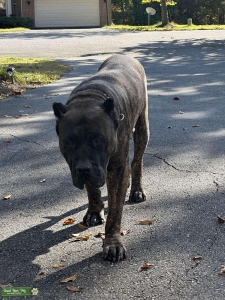 Dark Brindle Presa Canario Listing Image