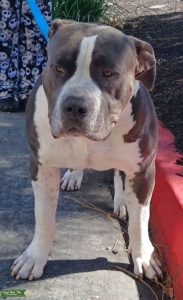 American XL Bully Listing Image