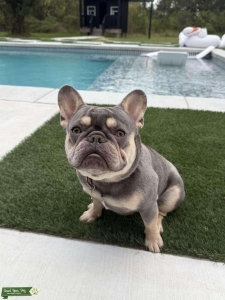 Lilac French Bulldog Stud  Listing Image