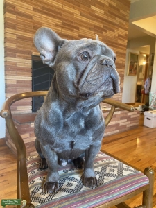 French Bull Dog Stud Listing Image