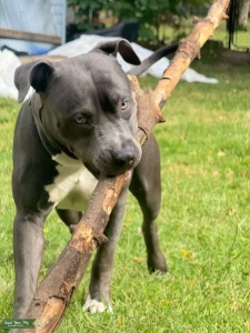 American Bully Looking for his Queen Listing Image